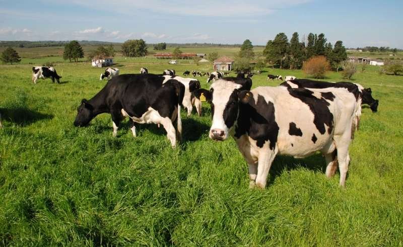 Foto: CI Orgânicos/OrganicsNet