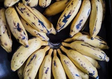 Banana, a fruta que pode se tornar o principal produto da nossa produção orgânica