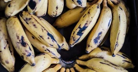 Banana, a fruta que pode se tornar o principal produto da nossa produção orgânica