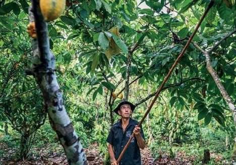 A nova economia da Amazônia
