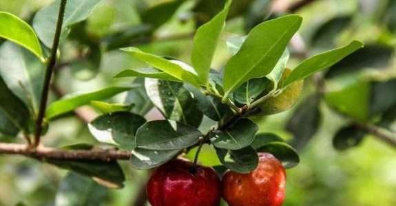 Maior fazenda orgânica de acerola do mundo fica no Brasil