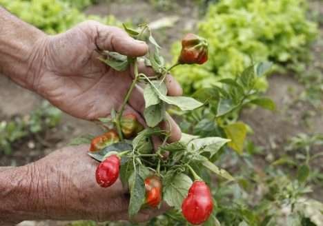 Paraná Mais Orgânico alcança a marca de 900 certificações