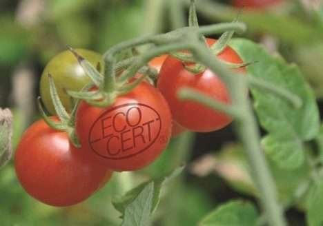 Brasil está à frente do mercado de orgânicos na América Latina