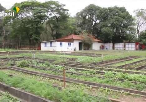 Agro Nacional fala sobre as plantas alimentícias não convencionais