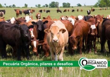 Pecuária Orgânica: principais pilares e desafios