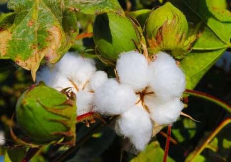 Algodão orgânico tema do documentario