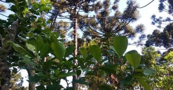 Indústria brasileira está de olho no mercado de alimentos orgânicos