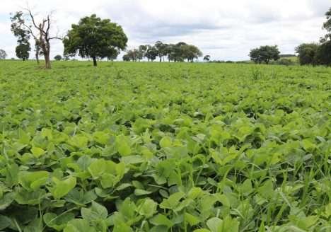 Produtores de orgânicos testam ferramenta digital durante oficinas