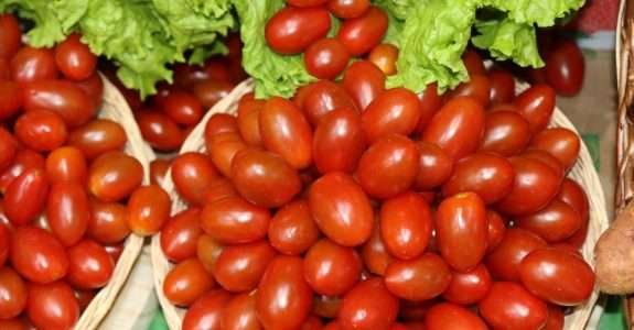 Tomatorg: Sistema Orgânico de Produção de Tomates em Santa Catarina.