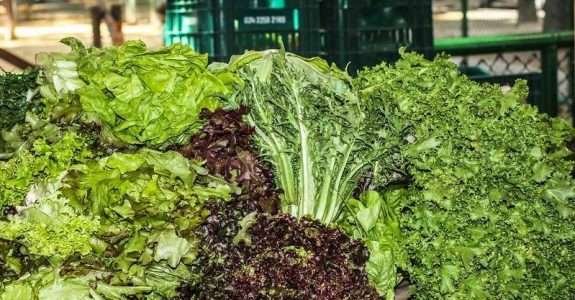 Produtores de Mato Grosso inovam em meio à pandemia.