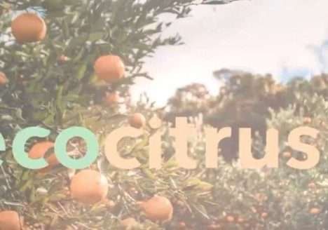 Como Fazer Poda de Condução em Pomar de Citros Pós Implantação