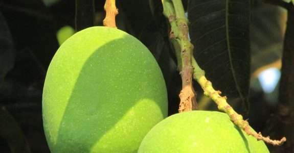 Pesquisadores desenvolvem primeiro sistema orgânico de manga do País