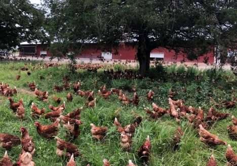 O que a forte recepção do IPO da Vital Farms significa para a indústria orgânica?