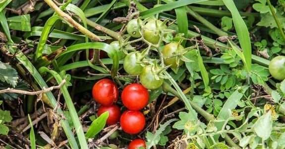 Sistemas de Plantio Direto de Hortaliças – EPAGRI/SC