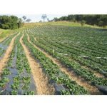 organicsnet-korin-alimentos-4155475215_5e6204c074_o