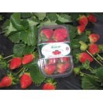 organicsnet-korin-alimentos-4155475285_a1822c1e54_o