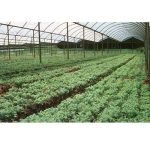 organicsnet-korin-alimentos-4155475669_b229edaea3_o