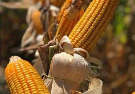 Economia verde: de quantos planetas vamos precisar?