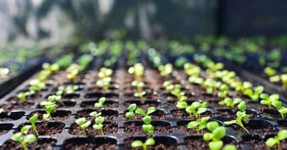 Produção de sementes e mudas orgânicas: Portaria 52, março de 2021