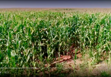 Rizoma Agro dobra produção de grãos com cultivo organico.