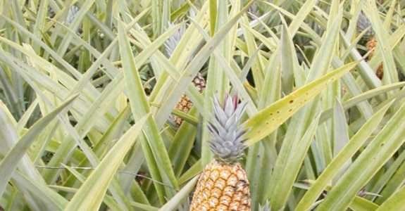 Sistema orgânico para produção de abacaxi: Embrapa