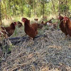Fazenda da Toca lança novas linhas de ovos orgânicos