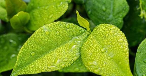 Conceitos, uso e vantagens da absorção e adubação foliar
