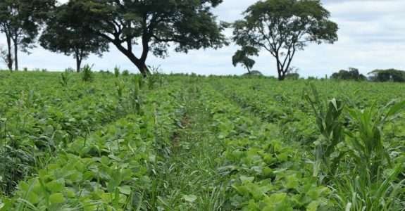 Seleção de Bactérias Promotoras para Produção Orgânica de Soja e Trigo