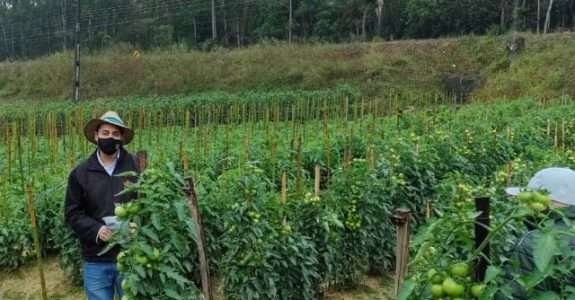 Tomate para produção orgânica