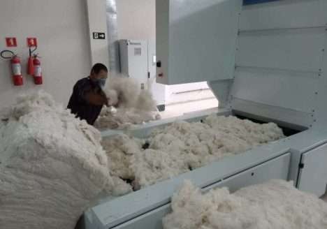 Área com plantio de algodão é a maior desde 1995