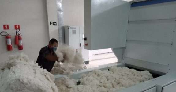 Área com plantio de algodão é a maior desde 1995