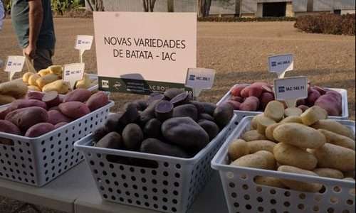IAC lança as primeiras variedades de batata coloridas do Brasil