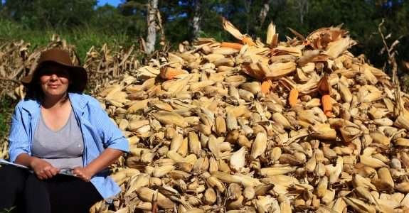 Uso da tecnologia na construção da cadeia de grãos orgânicos