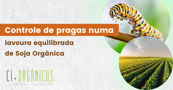 Controle de pragas numa lavoura equilibrada de Soja Orgânica