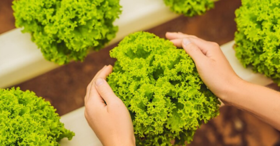 Agricultura familiar: a importância da gestão nas pequenas propriedades rurais