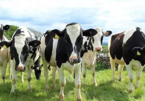 Preocupação do consumidor com o bem-estar animal influencia na compra de carne orgânica