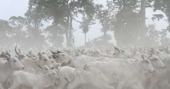 Pecuaristas aderem aos selos de boi sustentável e orgânico do Pantanal