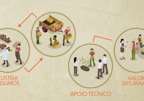 Granja investe na produção de ovos orgânicos em larga escala