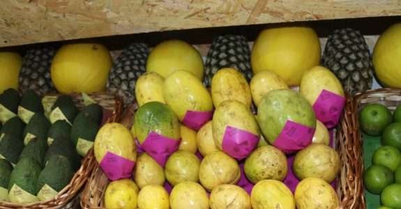 Produção orgânica de maracujá é tema de curso EAD da Embrapa