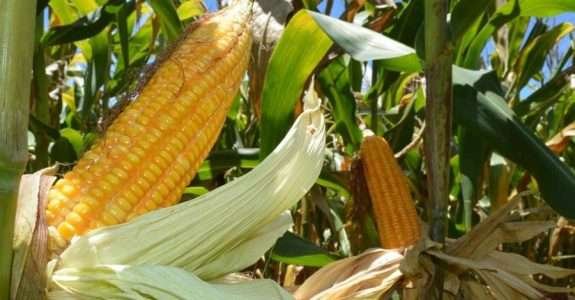 Bioinsumo pode reduzir em 25% o nitrogênio usado na adubação de cobertura do milho