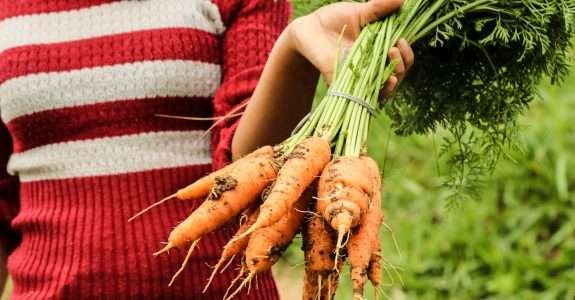 Governo Lula anima setor de orgânicos com promessa de compras para programa