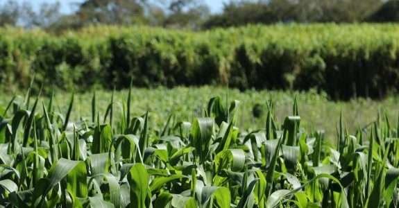 Paraná alavanca produção orgânica