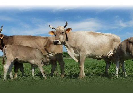 Como chifres e as fases da lua interferem na plantação? Conheça a agricultura biodinâmica