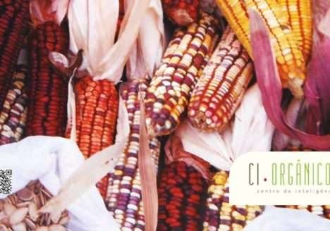 Suzano e Raiar Orgânicos fazem parceria para produção de grãos orgânicos