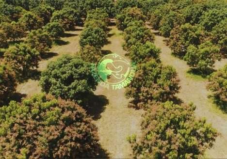 Grupo de alunos de mestrado da Universidade Católica de Lisboa visita Fazenda Tamanduá