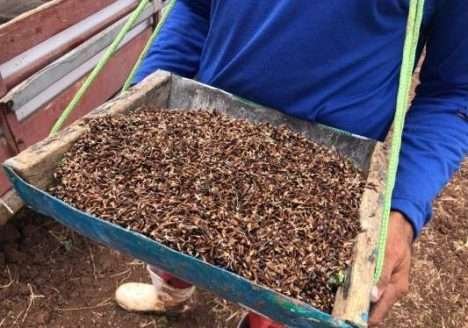 Fazenda Tamanduá resgata tradição do arroz vermelho.