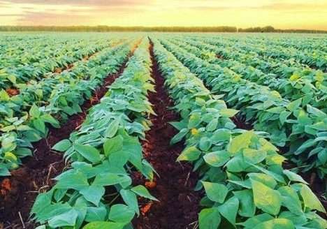 Fazenda da Toca e Rizoma Agro, novos participantes do OrganicsNet