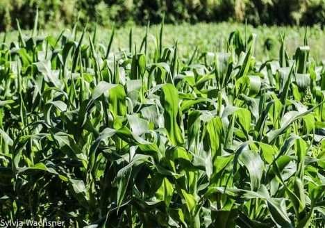 Como vencer ervas daninhas em milharais orgânicos