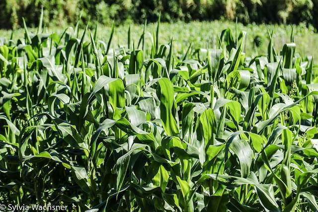 Foto: Sylvia Wachsner (CI Org&acirc;nicos/OrganicsNet)
