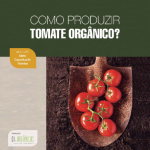 manual como porduzir tomate